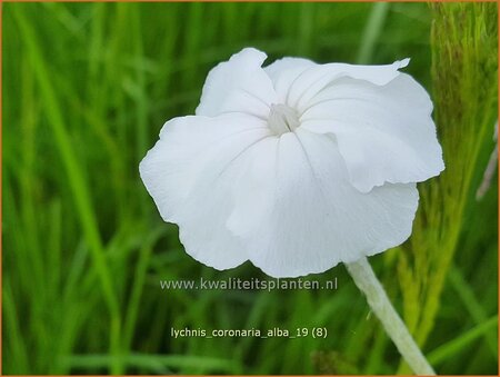 Lychnis coronaria 'Alba'