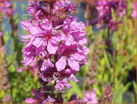 Lythrum salicaria &#39;Morden Pink&#39;
