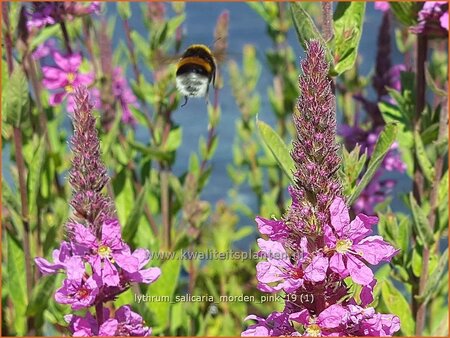 Lythrum salicaria &#39;Morden Pink&#39;