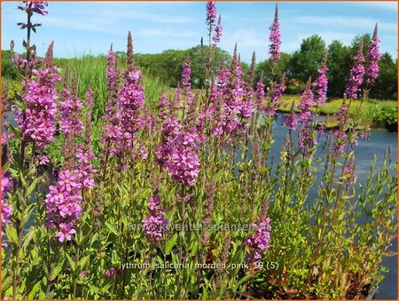 Lythrum salicaria &#39;Morden Pink&#39;