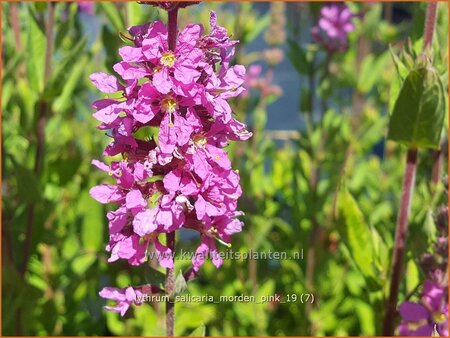 Lythrum salicaria &#39;Morden Pink&#39;