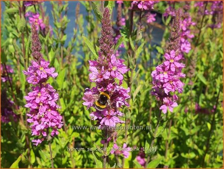 Lythrum salicaria &#39;Morden Pink&#39;