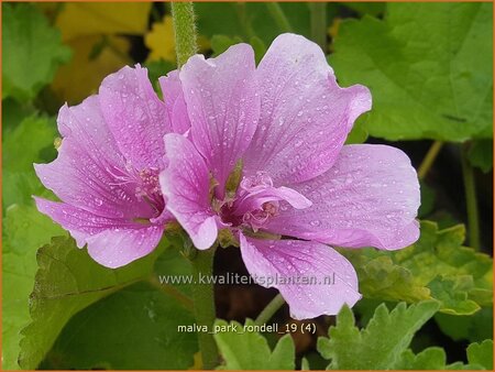 Malva 'Park Rondell'