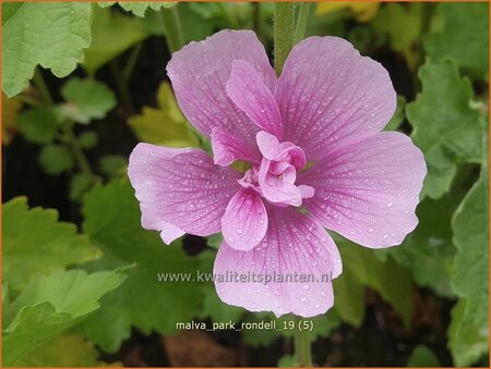 Malva 'Park Rondell'