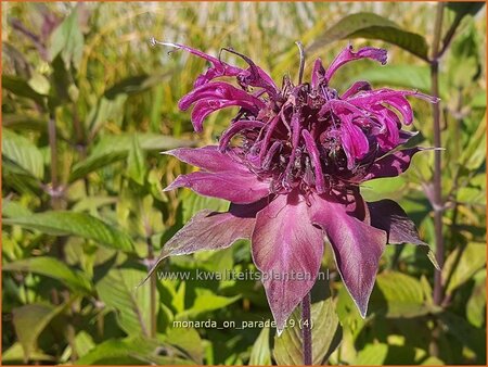 Monarda &#39;On Parade&#39;