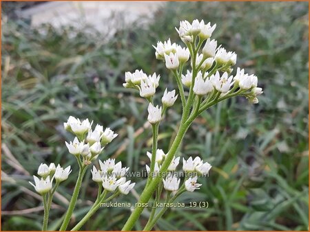 Mukdenia rossii 'Karasuba'