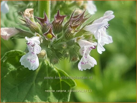 Nepeta cataria citriodora