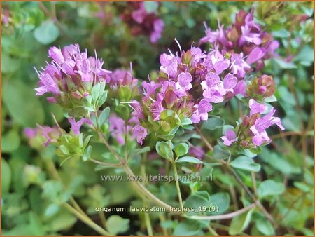 Origanum laevigatum 'Hopleys'