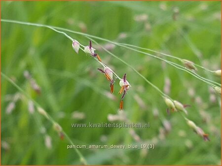 Panicum amarum &#39;Dewey Blue&#39;