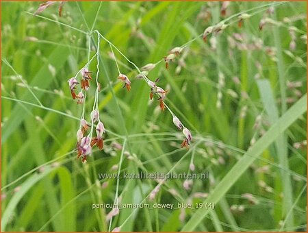 Panicum amarum &#39;Dewey Blue&#39;