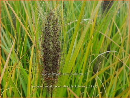 Pennisetum alopecuroides &#39;Black Beauty&#39;