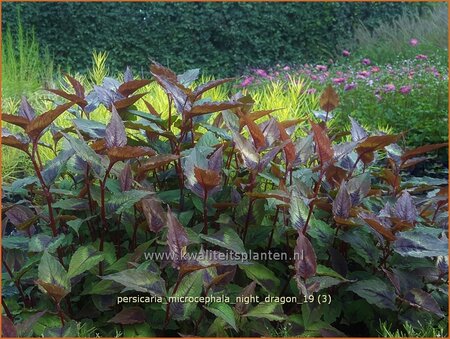 Persicaria microcephala &#39;Night Dragon&#39;