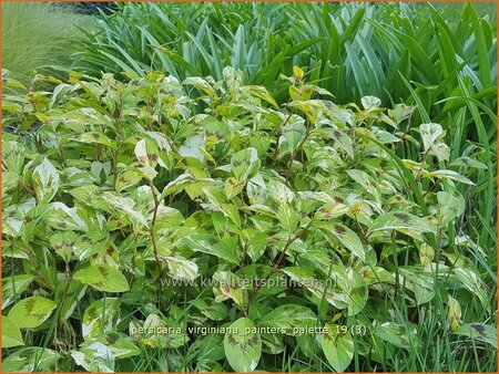 Persicaria virginiana &#39;Painter&#39;s Palette&#39;