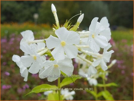 Phlox amplifolia &#39;White Clouds&#39;