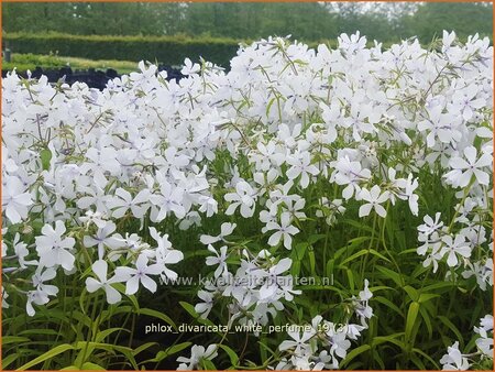 Phlox divaricata &#39;White Perfume&#39;