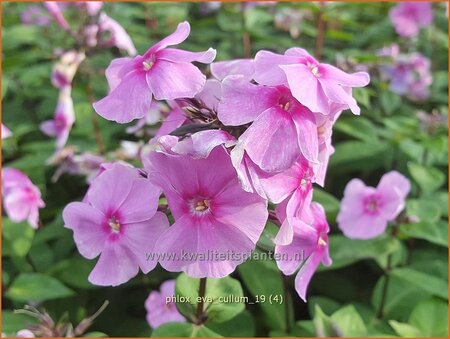 Phlox 'Eva Cullum'