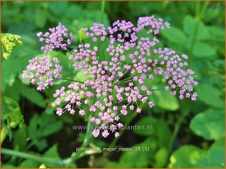 Pimpinella major 'Rosea'