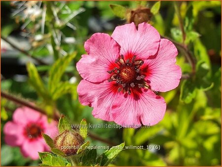 Potentilla nepalensis &#39;Miss Willmott&#39;