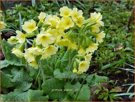 Primula elatior