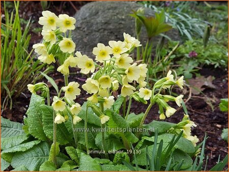 Primula elatior