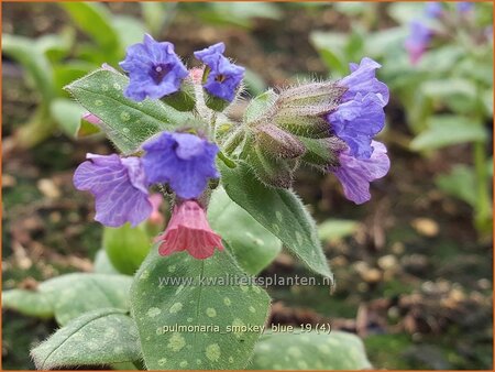 Pulmonaria &#39;Smokey Blue&#39;