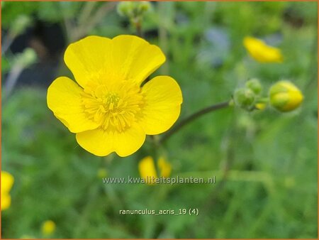Ranunculus acris