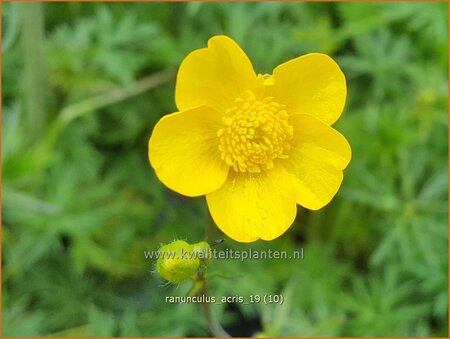 Ranunculus acris