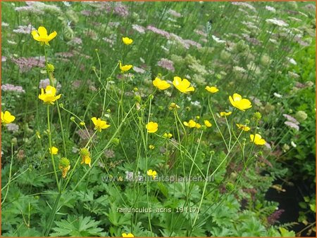 Ranunculus acris
