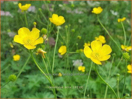Ranunculus acris