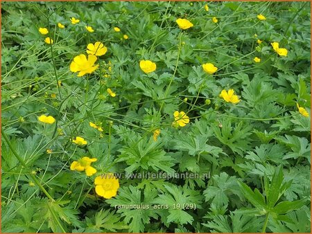 Ranunculus acris