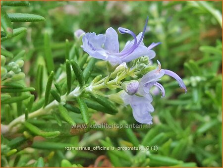 Rosmarinus officinalis 'Prostratus'