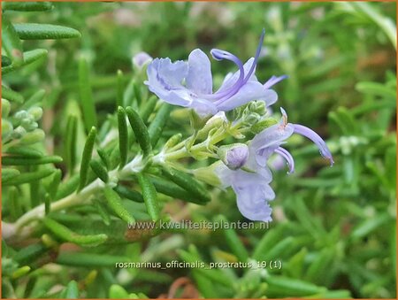 Rosmarinus officinalis &#39;Prostratus&#39;