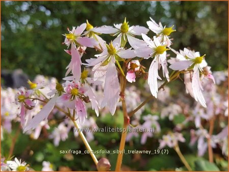Saxifraga cortusifolia &#39;Sibyll Trelawney&#39;