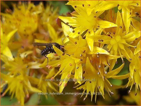 Sedum hybridum &#39;Immergrünchen&#39;