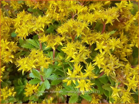 Sedum hybridum &#39;Immergrünchen&#39;