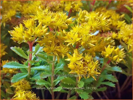 Sedum hybridum &#39;Immergrünchen&#39;