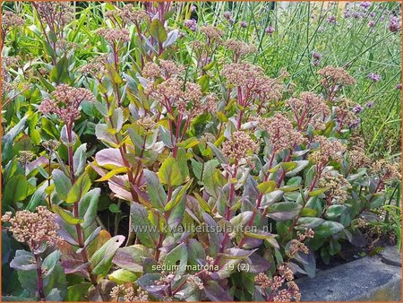 Sedum &#39;Matrona&#39;