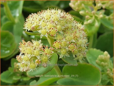 Sedum spectabile 'Sunkissed'