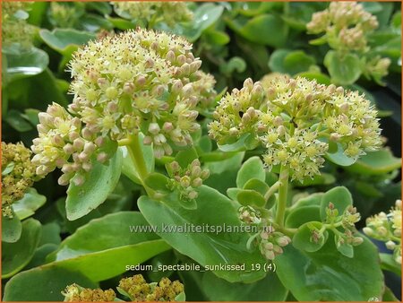 Sedum spectabile 'Sunkissed'