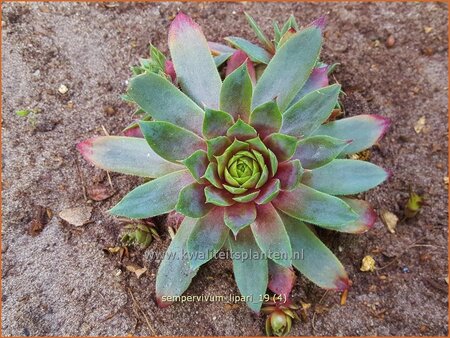 Sempervivum &#39;Lipari&#39;