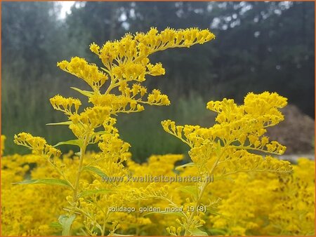 Solidago 'Golden Mosa'