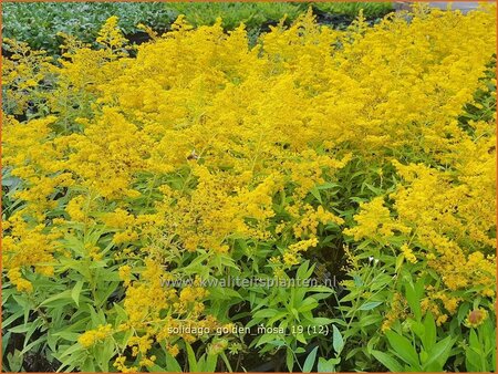 Solidago 'Golden Mosa'
