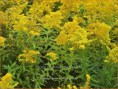 Solidago 'Golden Mosa'