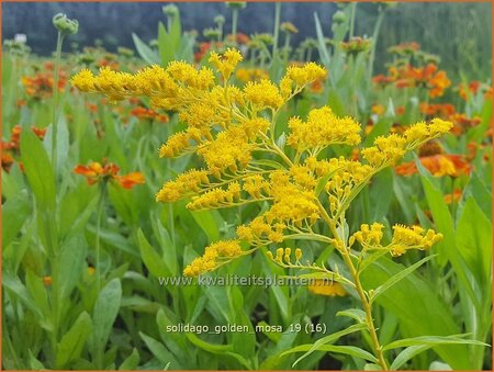 Solidago 'Golden Mosa'