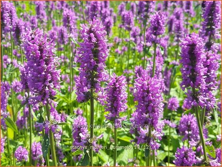 Stachys monieri &#39;Hummelo&#39;