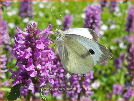 Stachys monieri 'Hummelo'