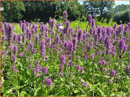 Stachys monieri 'Hummelo'