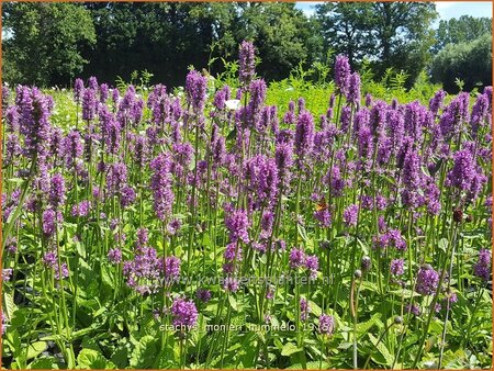 Stachys monieri &#39;Hummelo&#39;