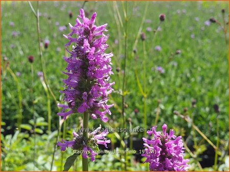 Stachys monieri 'Hummelo'