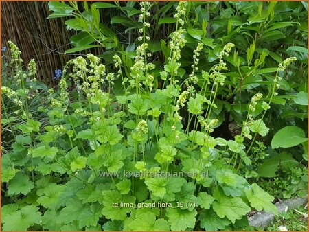 Tellima grandiflora